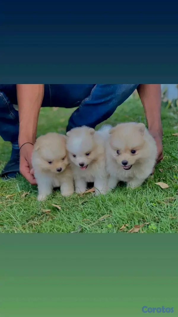 animales y mascotas - hermosos cachorritos pomerania mini 2