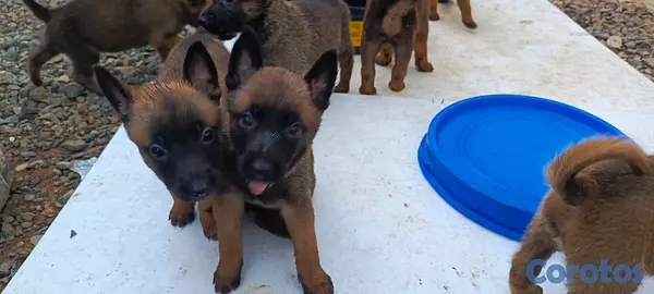 animales y mascotas - Pastor Belga Malinois 3