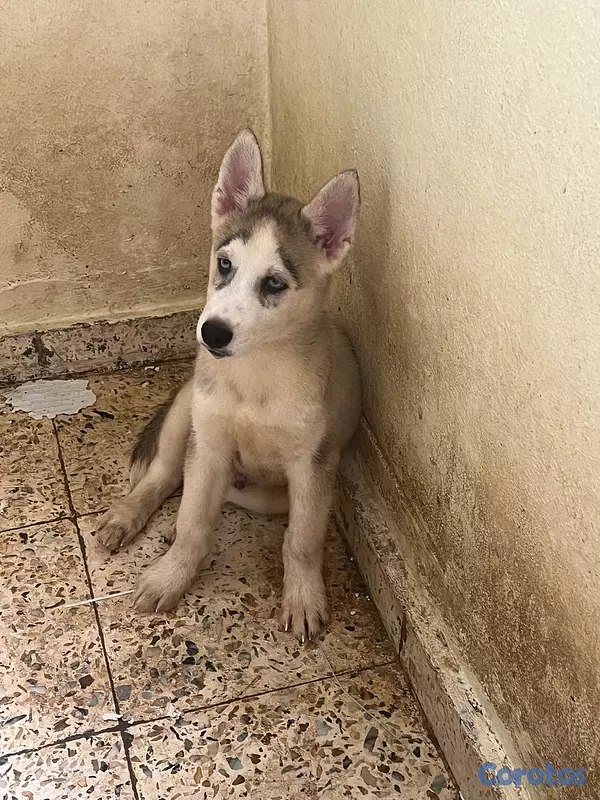 animales y mascotas - cachorros Husky listo para su nuevo hogar  6