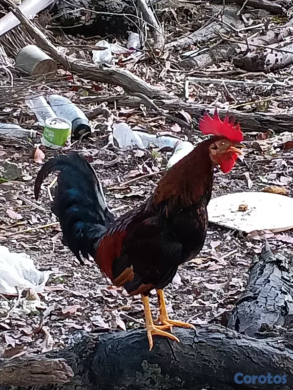 animales y mascotas - MI 🐓 GALLO METRALLA 5