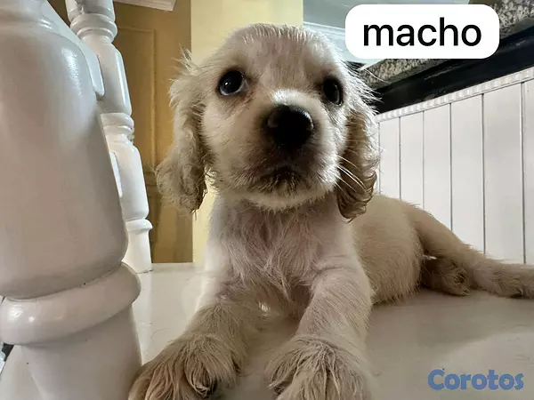 animales y mascotas - cocker spaniel 5