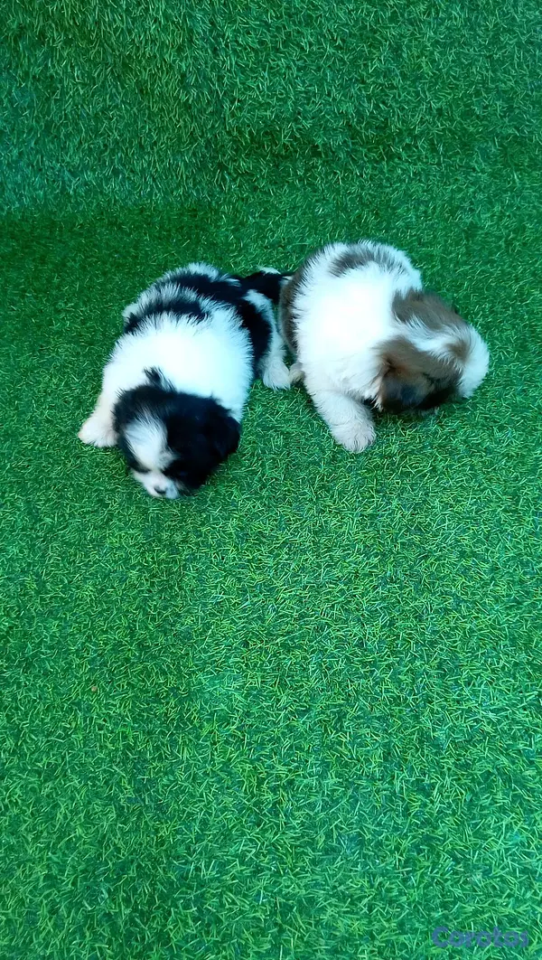 animales y mascotas - excelente cachorros shih tzu macho 6