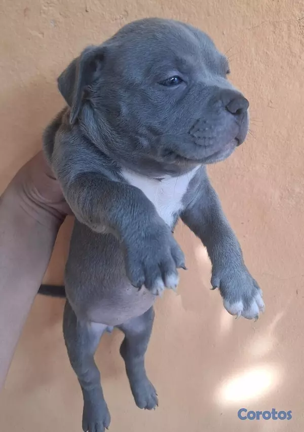animales y mascotas - Cachorros American Bully Blue y Lilac 7