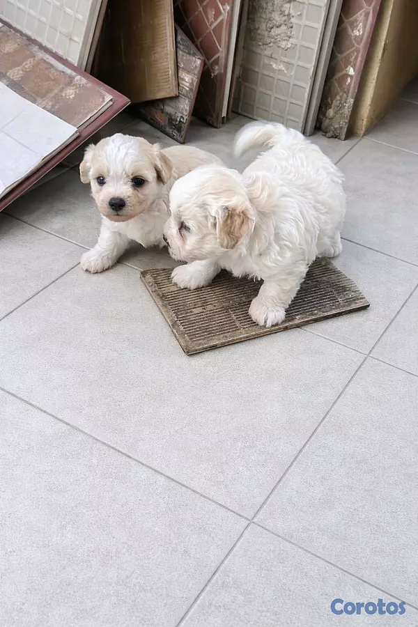 animales y mascotas - maltipoo hembras 2