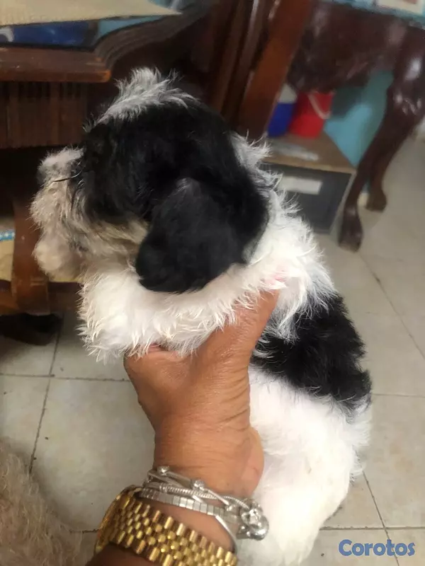 animales y mascotas - lindo perrito shipoo 2