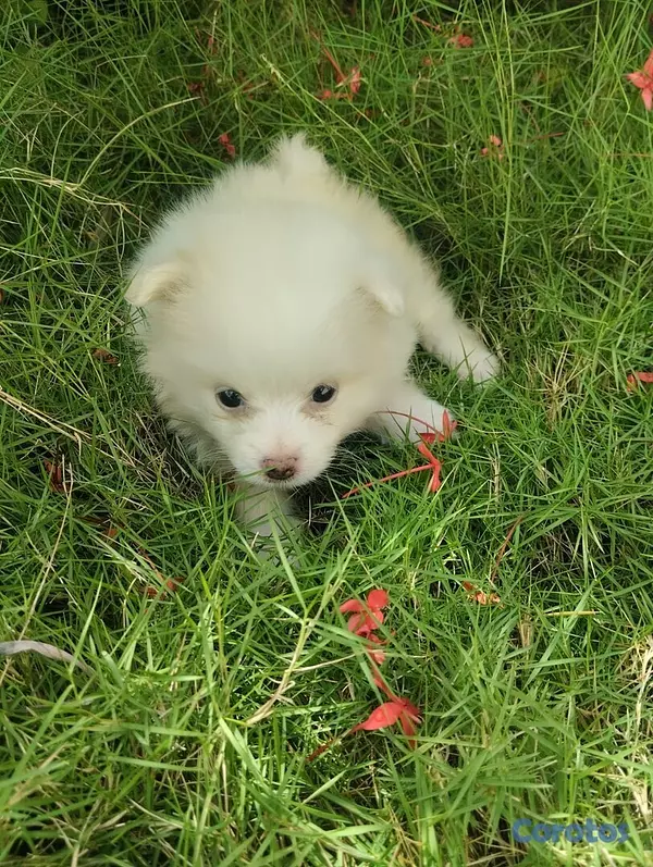 animales y mascotas -  Cachorros Pomeranias machos  2