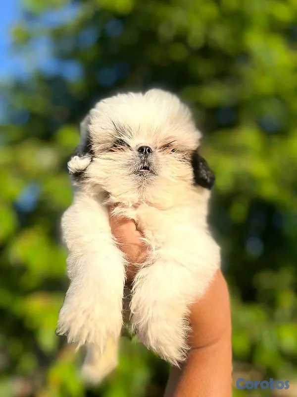 animales y mascotas - hermosa cachorrita shitzu mini  4