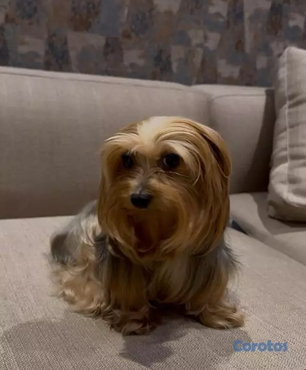 animales y mascotas - Yorkie Mini, Hembra y Machos  5