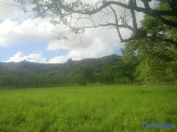 solares y terrenos - finca de 570 tareas en madre vieja sosua  9