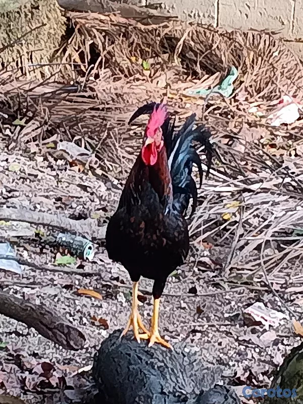 animales y mascotas - MI 🐓 GALLO METRALLA 6