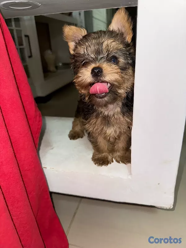 animales y mascotas - Yorkshire Terrier Yorki Yorkie  5