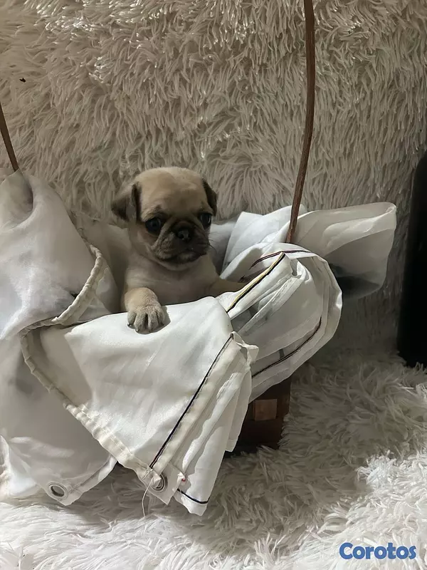 animales y mascotas - Pug  2