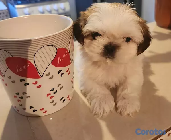 animales y mascotas - Shih tzu ambos sexos 2