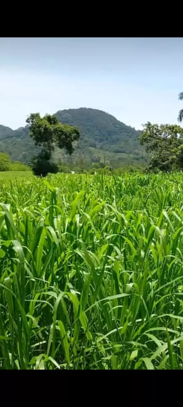solares y terrenos - Finca Agroforestal 2,400 tareas, Loma de Cabrera 3