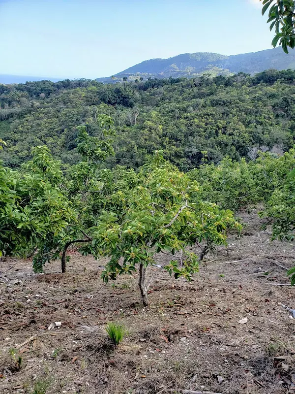 solares y terrenos - Finca aguacatera en Paraíso, Barahona 2