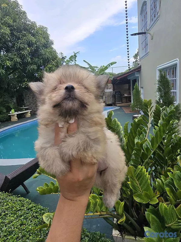 animales y mascotas - pomerania 3