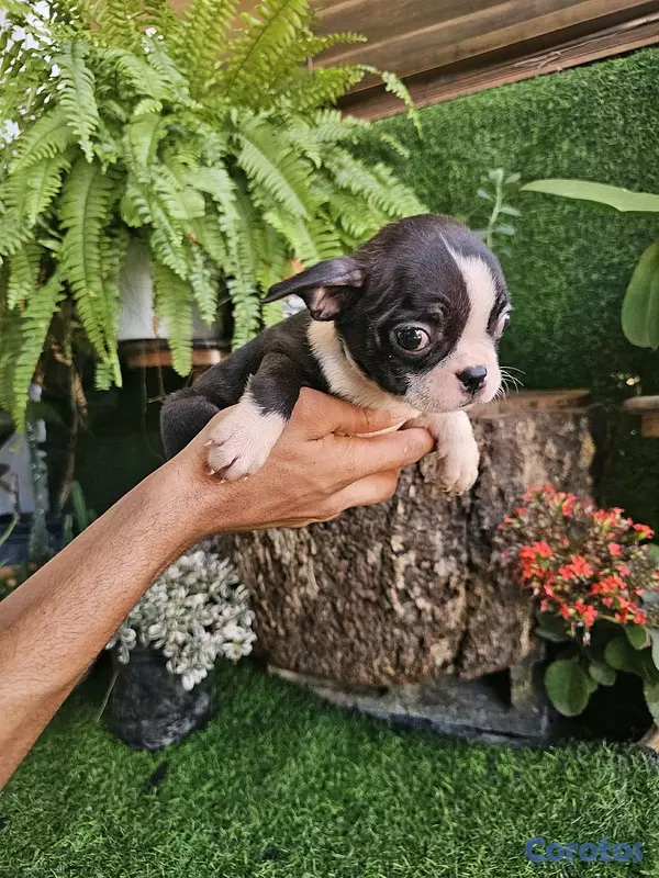 animales y mascotas - Boston terrier 100%  2