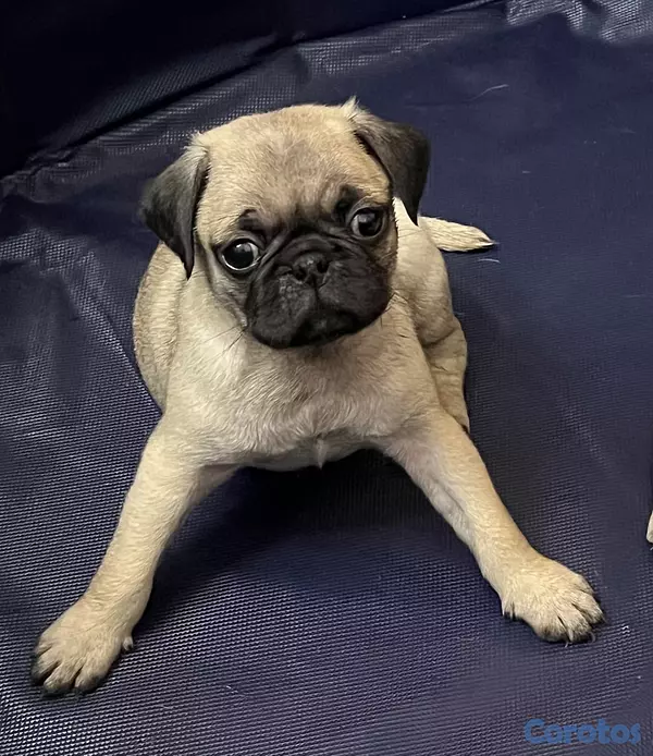 animales y mascotas - Cachorros Pug, hembra y macho. 4
