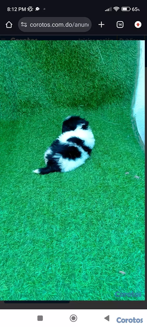 animales y mascotas - “Adorable Cachorro Shih Tzu Disponible – Amor a Primera Vista” 6