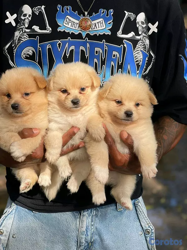 animales y mascotas - hermosos cachorritos mix de pomerania toy 5