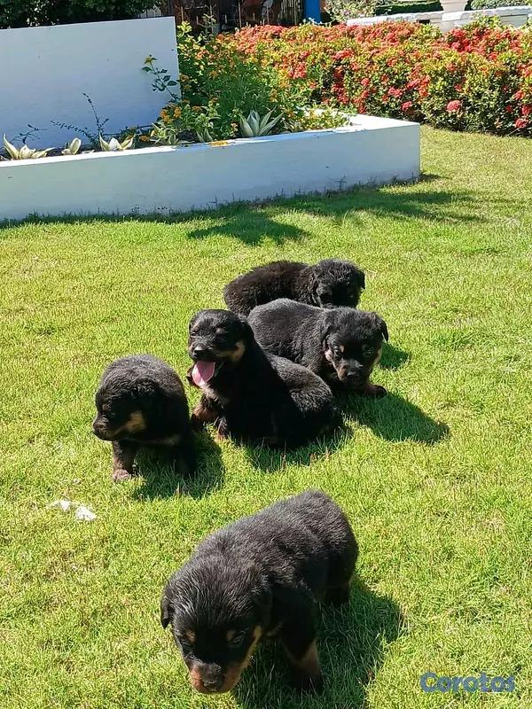 animales y mascotas - hermosos Cachorros de rottwailer de la mejor linea del pais  9