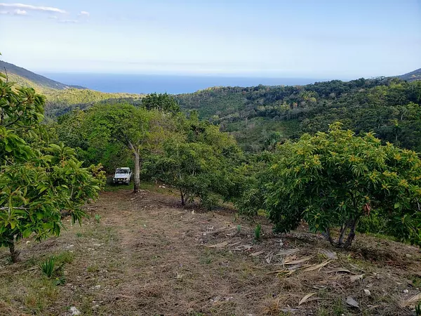 solares y terrenos - Finca aguacatera en Paraíso, Barahona 3