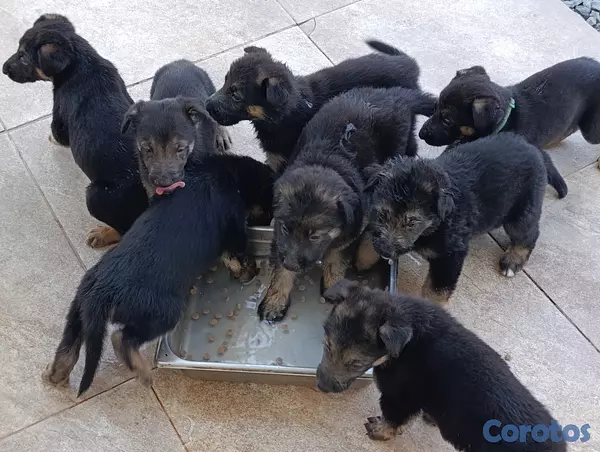 animales y mascotas - Cachorros puros de Pastor Alemán  3