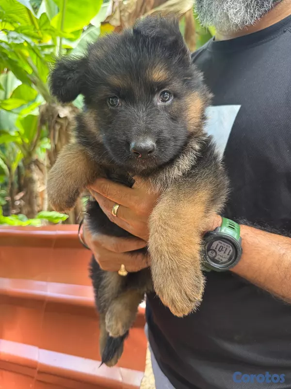 animales y mascotas - Hermoso cachorros Pastor Aleman 4
