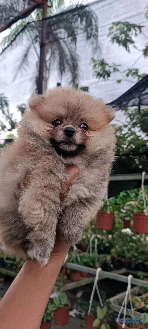 animales y mascotas - hermosos Cachorros pomerania toy 7