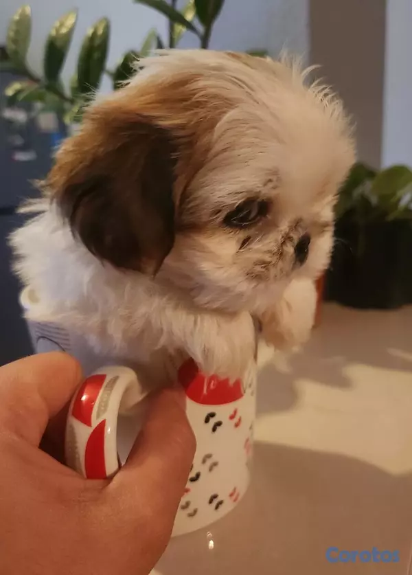animales y mascotas - Shih tzu ambos sexos 3