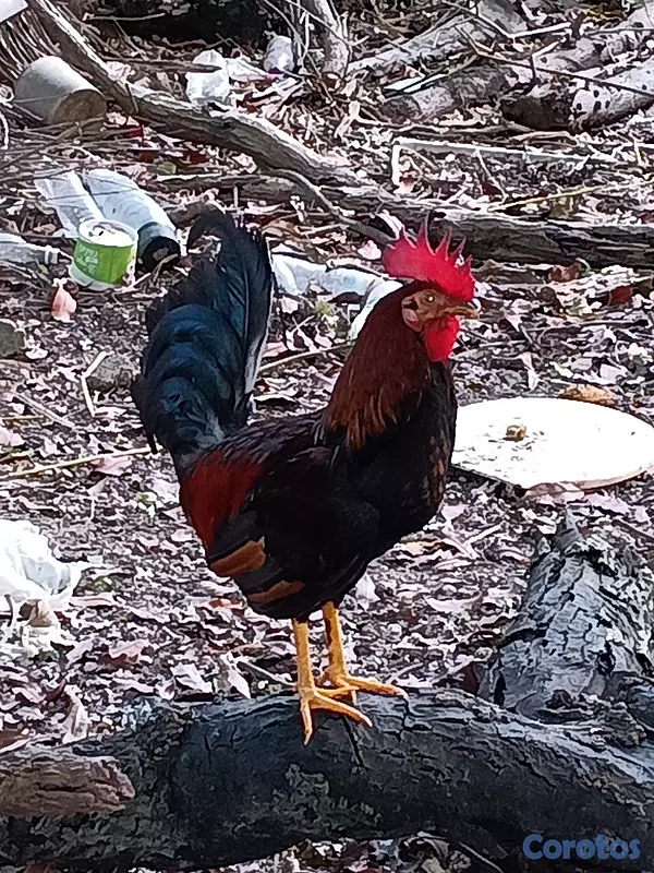 animales y mascotas - MI 🐓 GALLO METRALLA 7