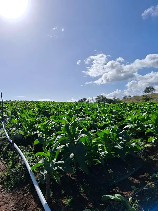 solares y terrenos - Finca Agroforestal 2,400 tareas, Loma de Cabrera 6