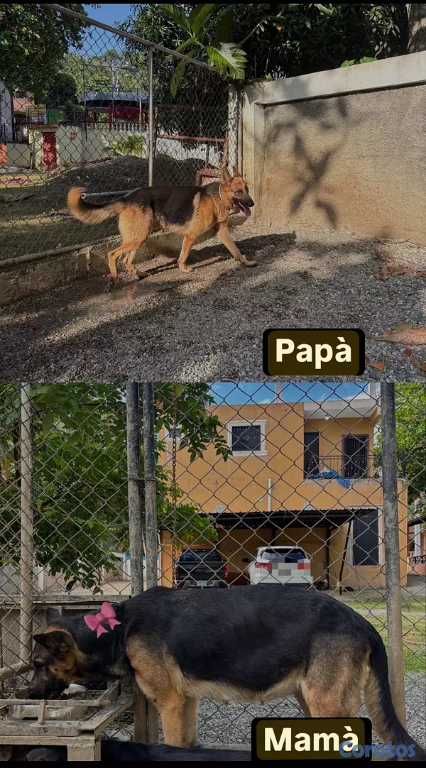 animales y mascotas - Pastor Alemán  5