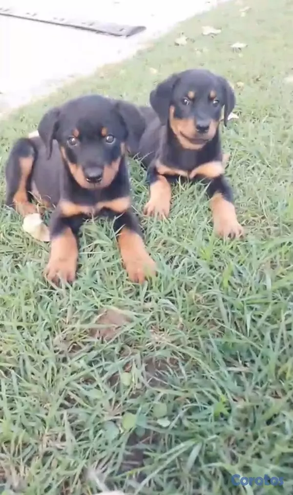 animales y mascotas - OFERTA CACHORRO ROTTWEILER MACHO UBICADO EN SANTO  1