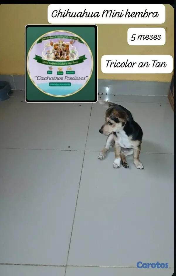 animales y mascotas - Chihuahua Hermosa pareja 5