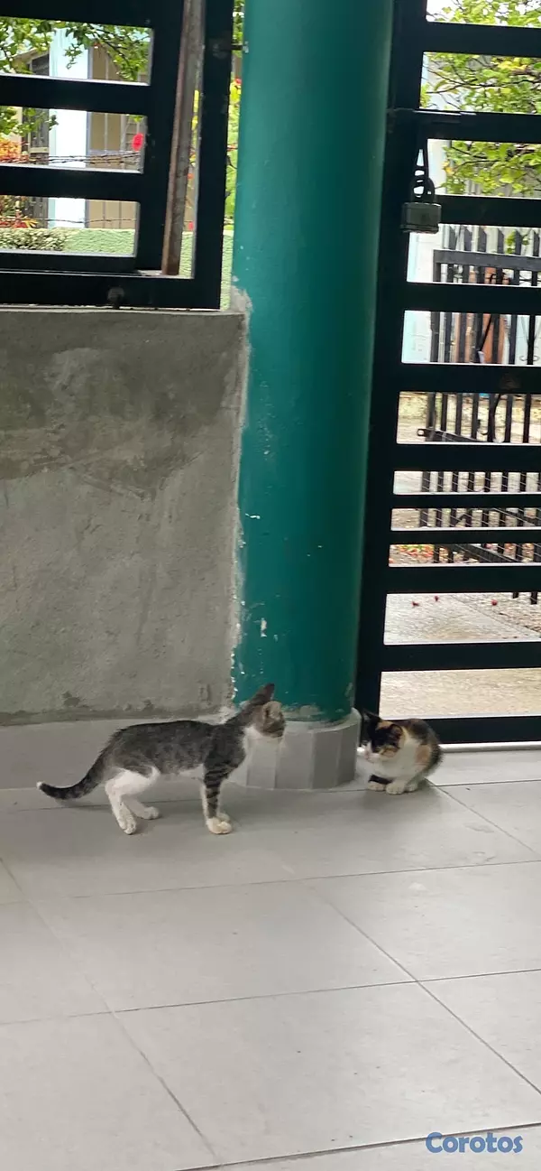 animales y mascotas - Se Regala Gatitos 2
