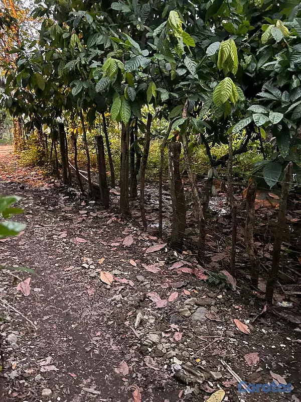 solares y terrenos - Terreno de 3 tareas en Bonao (Los Arroces) con cacao, agua y acceso 4