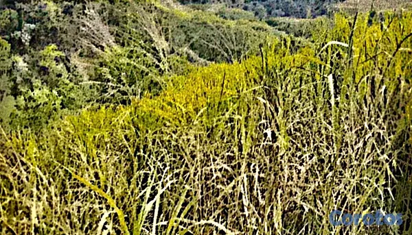 solares y terrenos - finca de 729 tareas en san José de las matas  13