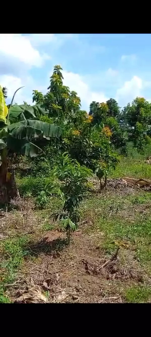solares y terrenos - Finca Agroforestal 2,400 tareas, Loma de Cabrera 7