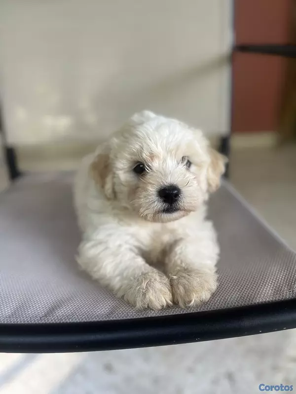 animales y mascotas - maltipoo hembras 8