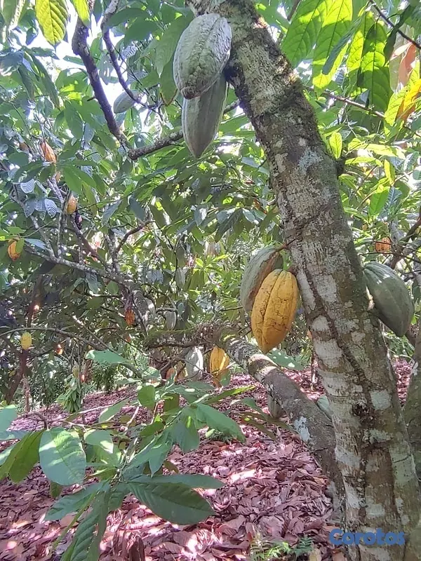 solares y terrenos - Se vende finca de cacao en San Francisco de Macoris con 807 tareas deslindada  5
