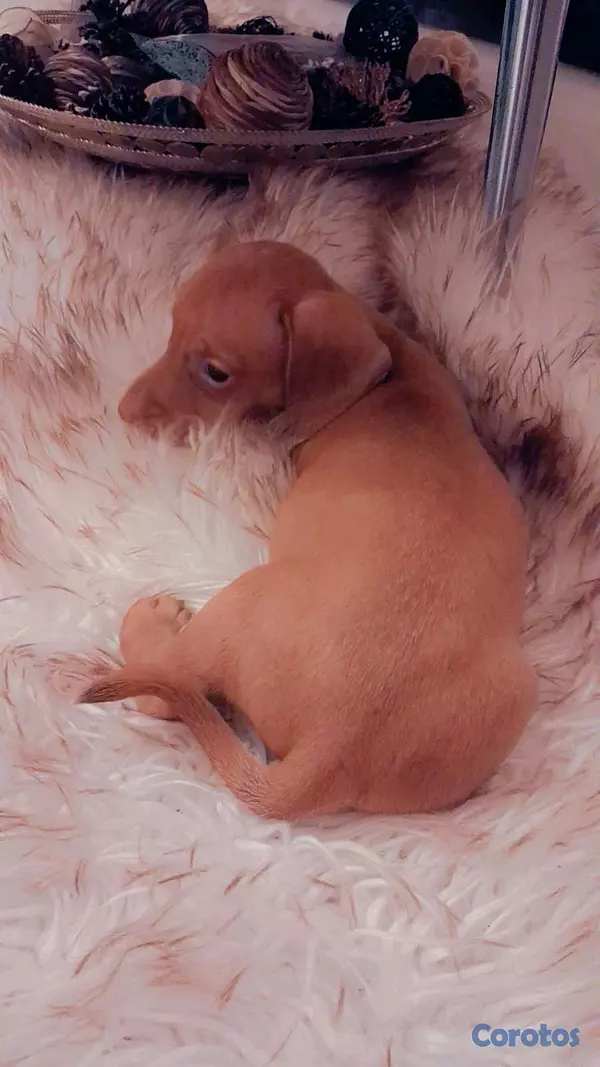 animales y mascotas - hermosos cachorritos salchicha 2