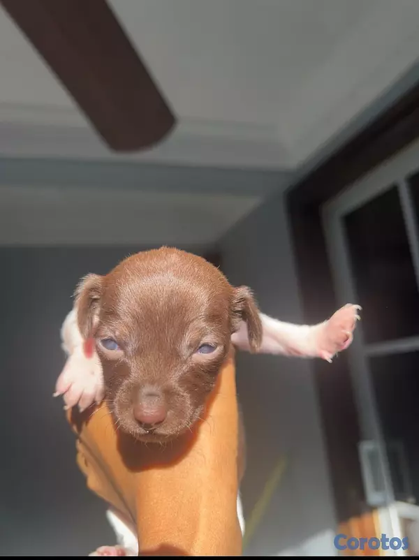 animales y mascotas - cachorros Chihuahua  2
