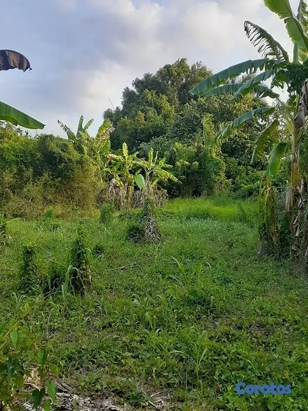 solares y terrenos - Solar en venta 1000 M2, deslindado, Puerto Plata 3
