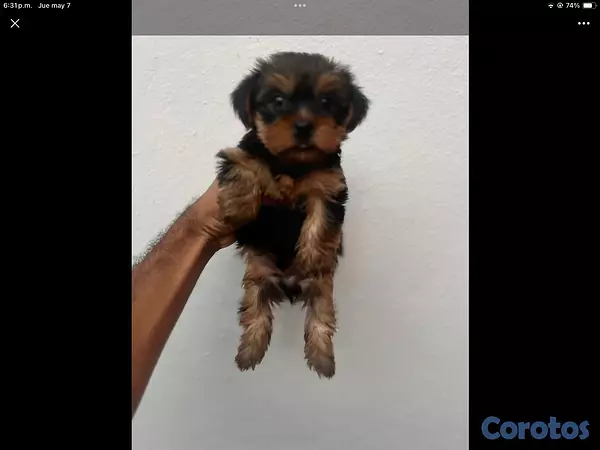 animales y mascotas - yorkie mini en especial  3