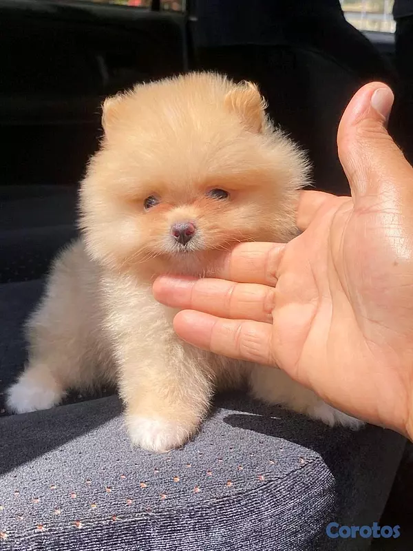 animales y mascotas - hermosos cachorritos pomerania mini 3