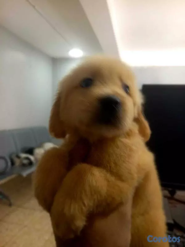 animales y mascotas - Golden Retriver hembras y machos 2
