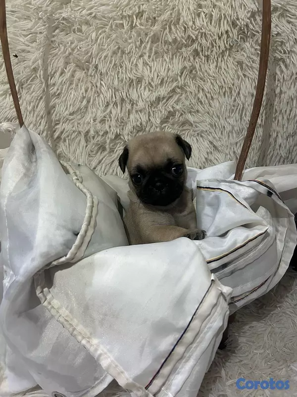 animales y mascotas - Pug  5