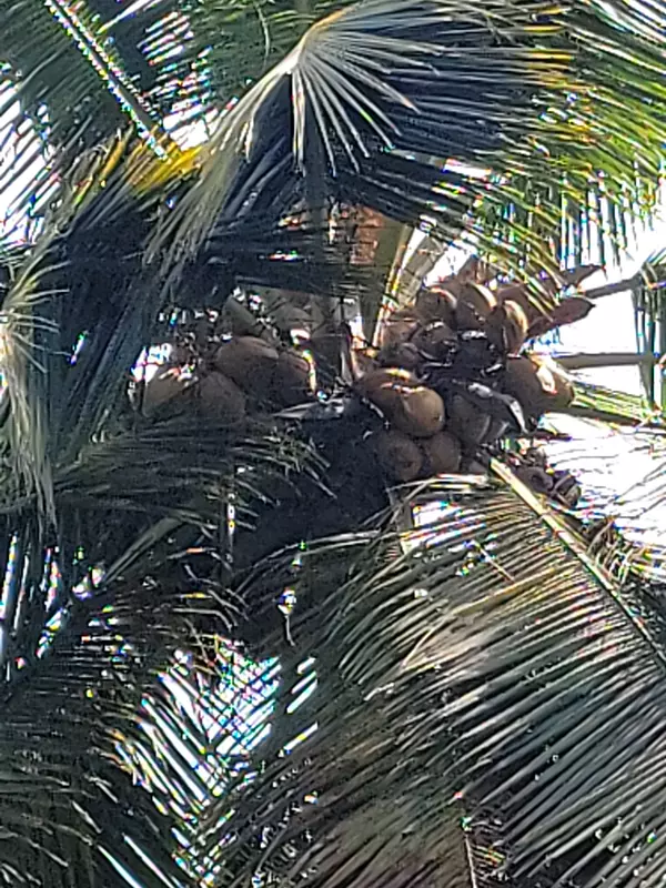solares y terrenos - hacienda en nagua  10