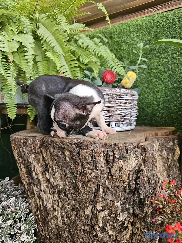 animales y mascotas - Boston terrier 100%  4